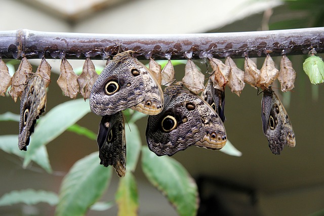 Caterpillar Turning Into a Butterfly