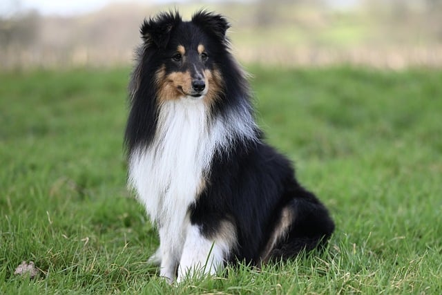 Competing in Agility Trials with a Shetland Sheepdog