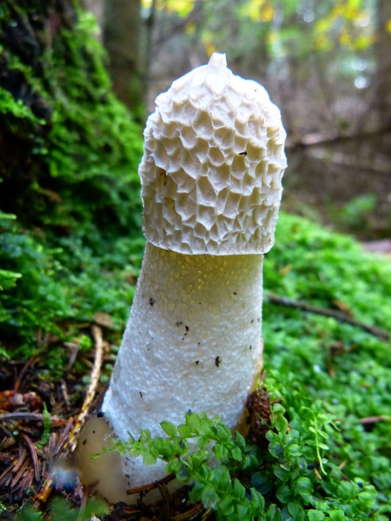 Discovering Rare White Mushrooms