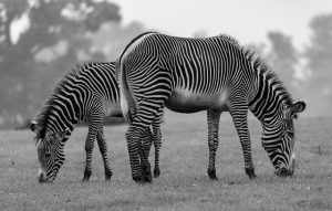 Encountering a Black and White Animal