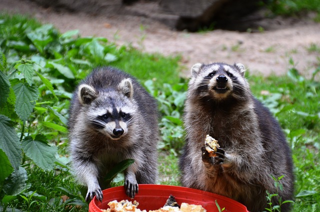 Feeding Raccoons