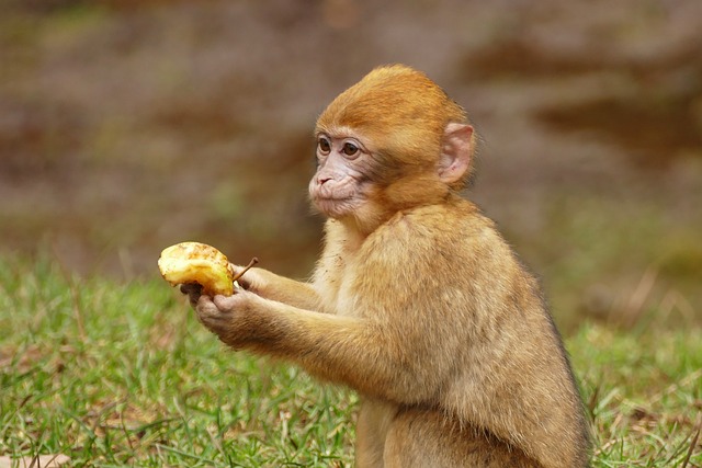 Feeding a Monkey