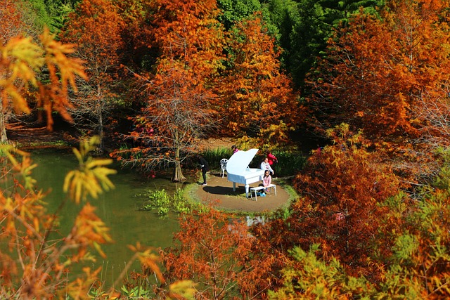 Finding an Abandoned Piano in an Enchanted Forest