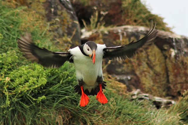 Flying Puffins