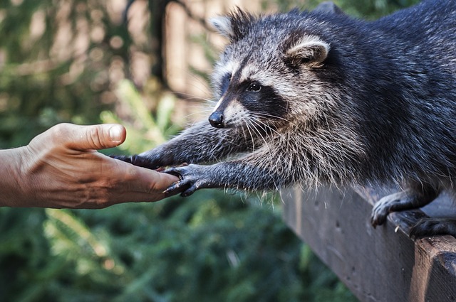  Friendly Raccoons