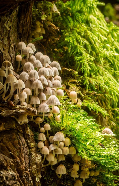 Gathering White Mushrooms in a Forest