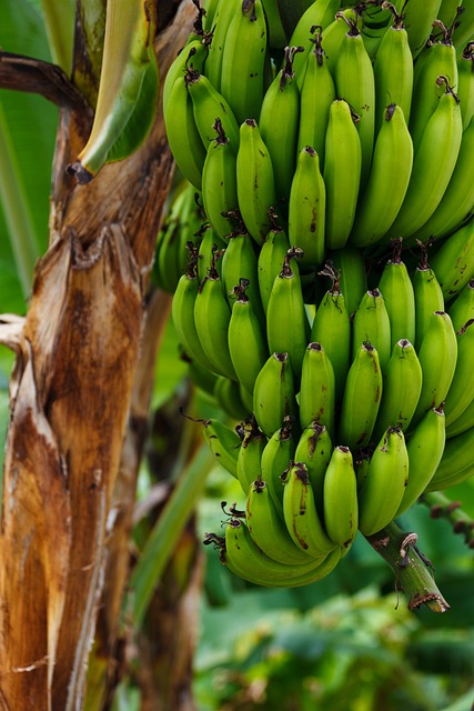  Green Bananas