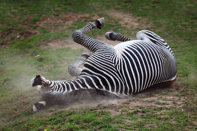 Injured Zebra