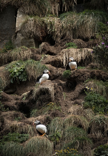 Nesting Puffins