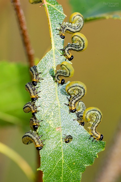  Observing Caterpillars Eating Leaves