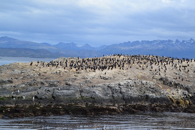 Observing a Colony of Penguins