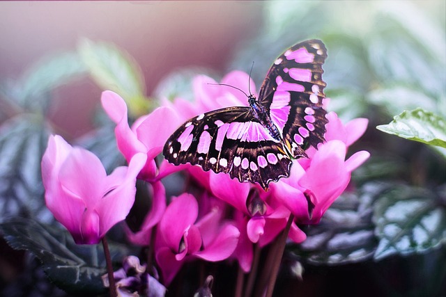 Pink Butterflies Dancing