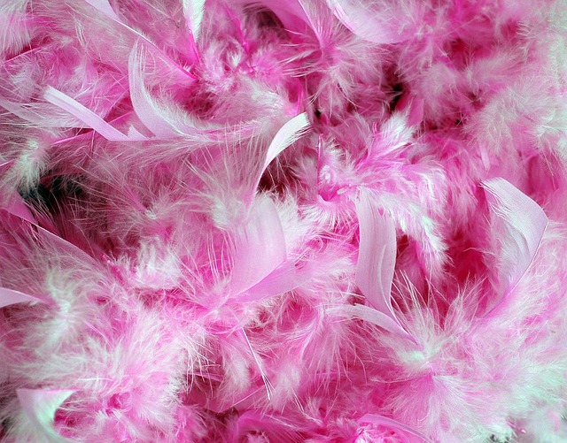 Pink Feathers Floating