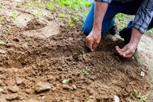 Planting Seeds in Fertile Soil