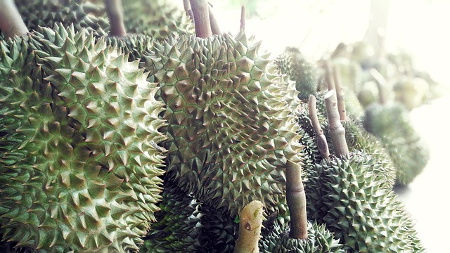 Planting or Harvesting Durian Trees