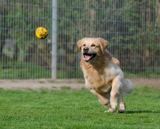 Playing Fetch with a Golden Retriever