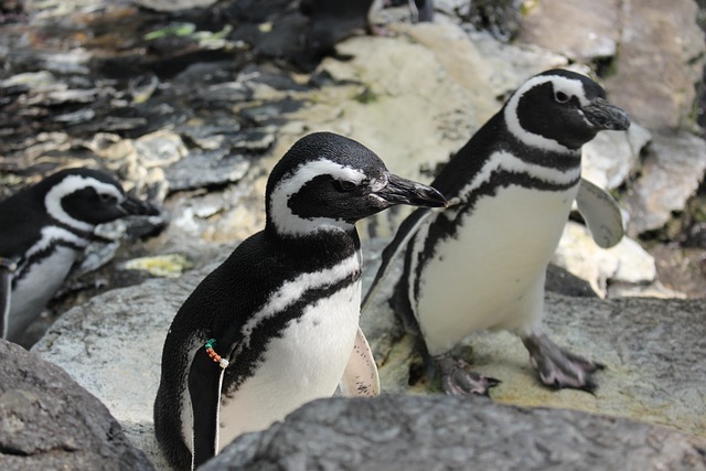 Playing with Baby Penguins