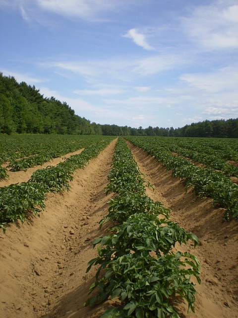  Potato Garden