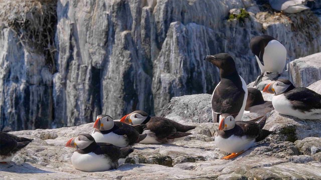  Protecting Puffin Chicks