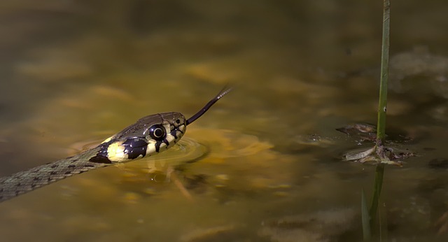 Python in Water