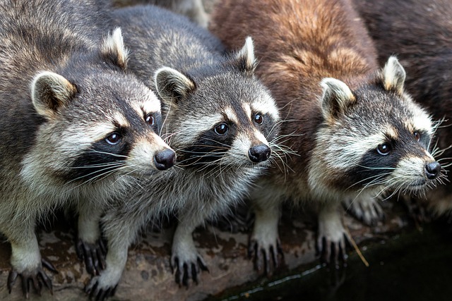 Raccoons and Family