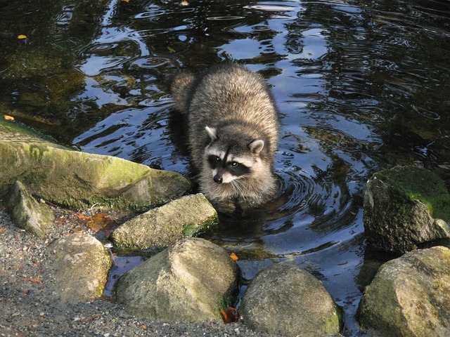 Raccoons in Water