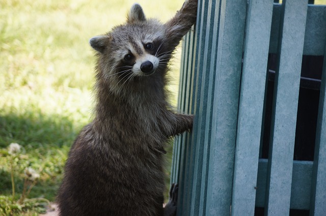 Raccoons in Your Home