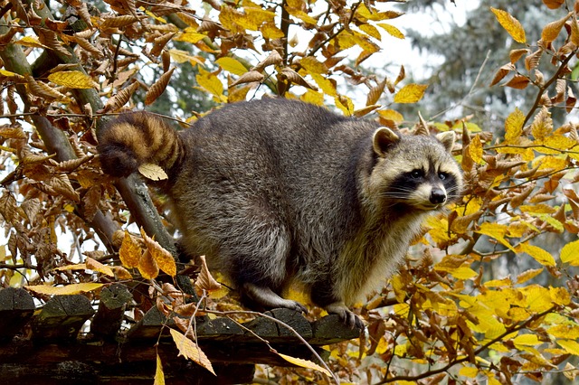 Raccoons in the Forest