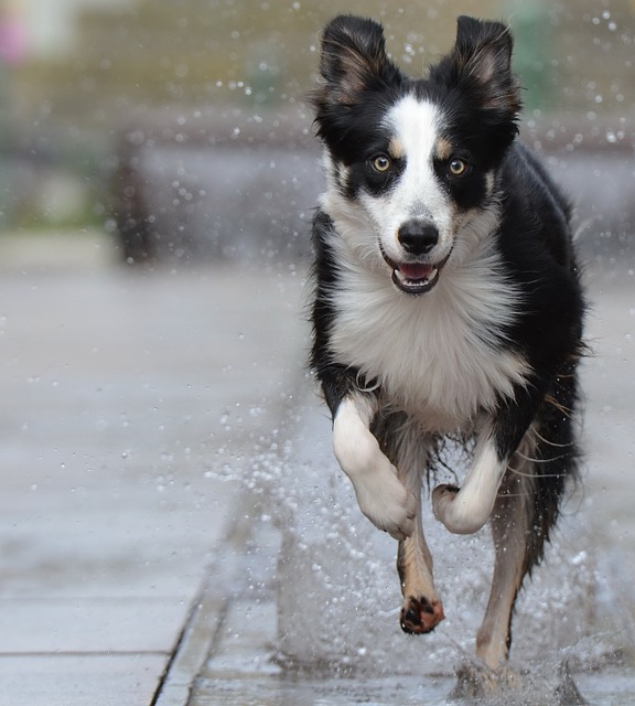  Running Through Fields with a Border Collie