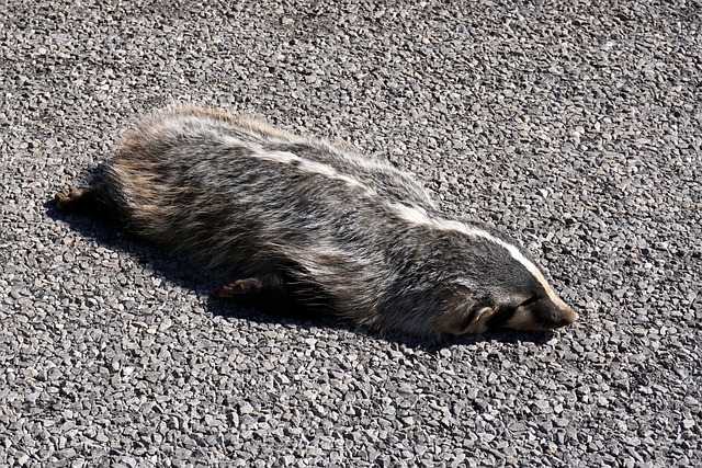 Skunk at a Crossroads