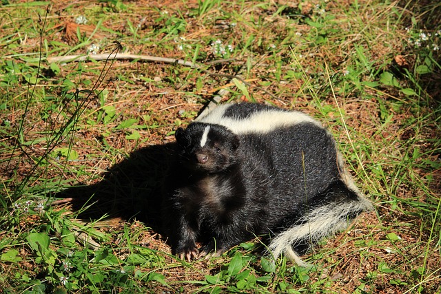 Skunk in a Meadow