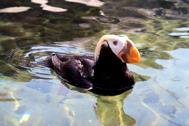 Swimming Puffins