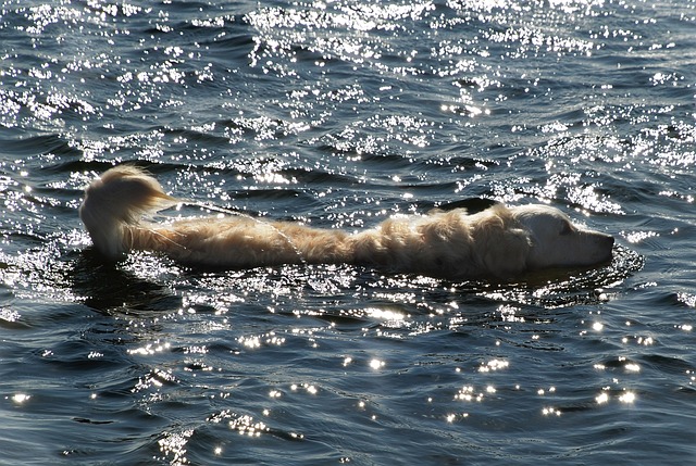  Swimming in the Ocean with a Golden Retriever