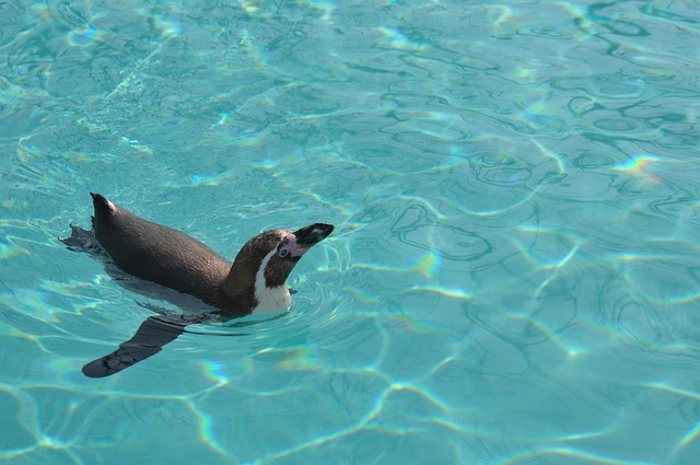 Swimming with Penguins