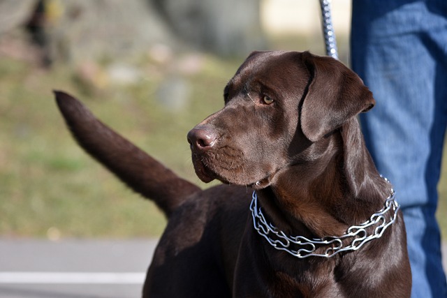 Taking a Leisurely Stroll with a Labrador Retriever