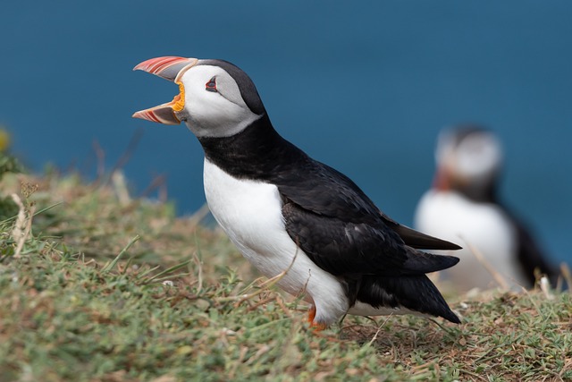 Talking Puffins