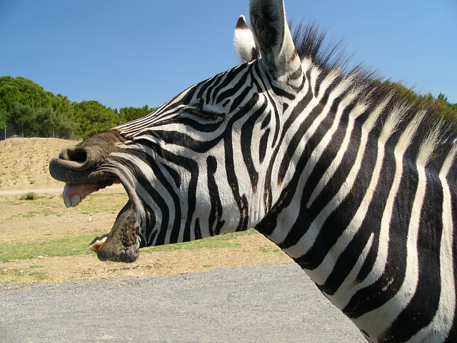 Talking Zebra