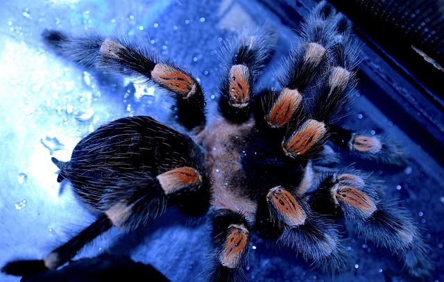 Tarantula Changing Colors