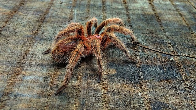 Tarantula Crossing Your Path