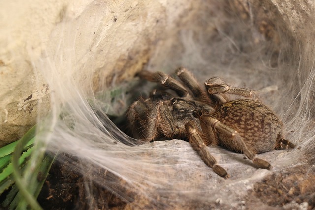 Tarantula Web Entangling Others