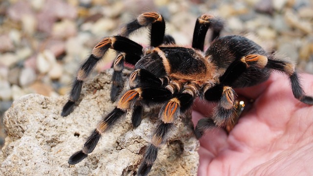 Tarantula as a Companion