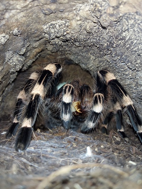 Tarantula in a Maze