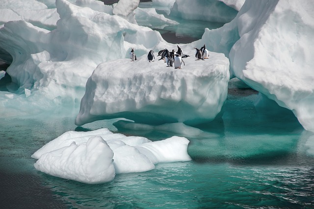 Watching a Penguin Slide on Ice