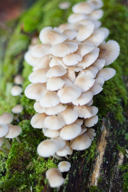 White Mushrooms Blooming Overnight