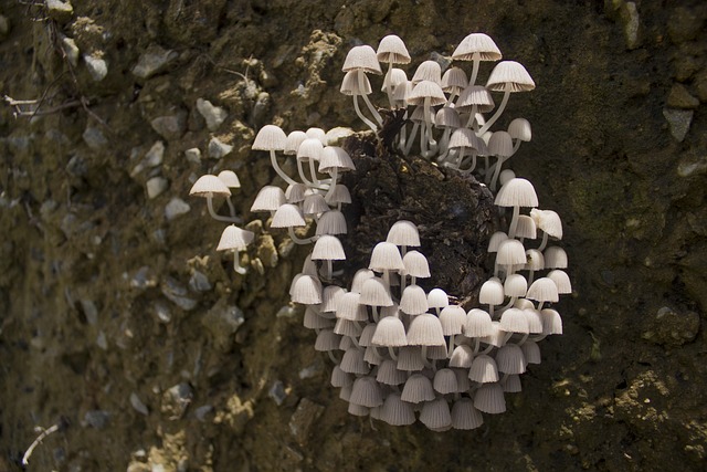 White Mushrooms Sprouting in Unusual Places