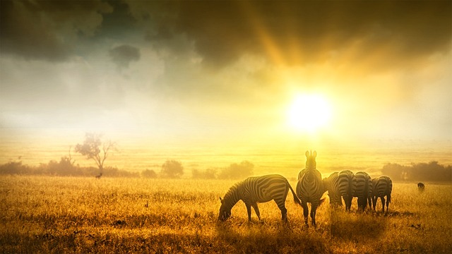  Zebra at Sunset