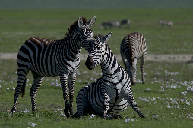 Zebra in a Meadow