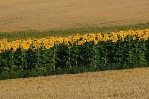 Being Surrounded by Sunflower Fields