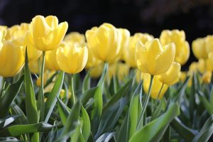 Blooming Flowers