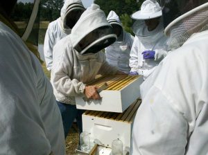 Collecting Honey from a Hive